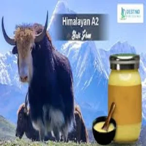 Bilona Ghee