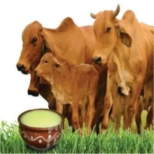 Desi Cow Ghee